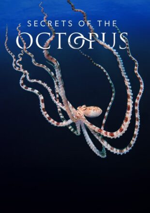 Secrets of the Octopus Season 1 English With Subtitle 720p 1080p All Episode